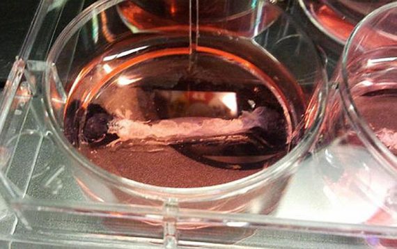 "Was ist das denn?": Müssen wir uns diese Frage in Zukunft stellen, wenn wir auf unseren Teller blicken?