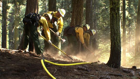 Feuerwehrleute schlagen eine Brandschneise am Rand des Yosemite National Parks