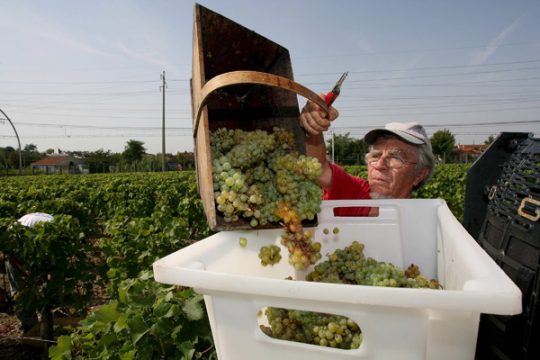 Weinernte in Pessac bei Bordeaux (Archivbild)