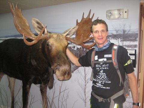 Ein ausgestopfter Elch im Economusée