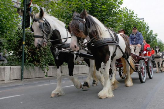Mit der Kutsche durch Brüssel