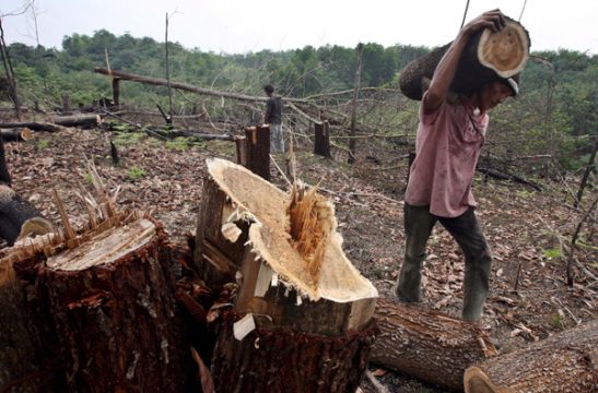 Kampf gegen illegale Waldvernichtung: Indonesien und die EU unterzeichnen Abkommen