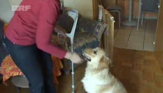 Hilfe für Behinderte: Die Vereinigung Dyaris bildet Begleithunde aus