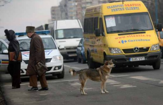 Straßenhund am 23. Januar auf einer Kreuzung in Bukarest