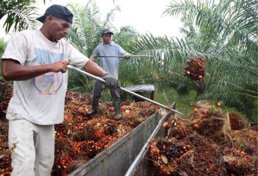 Palmöl ist in mehrfacher Hinsicht umstritten