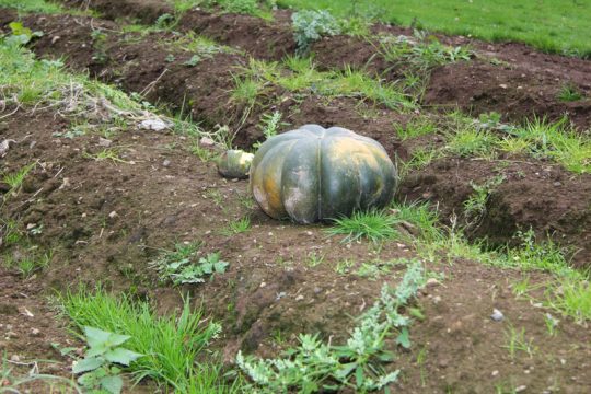 Modellgarten von Work+Job hinter dem Alten Schlachthof