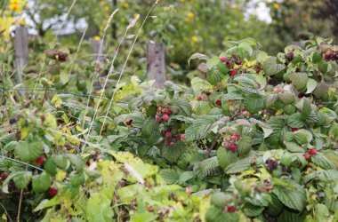 Modellgarten von Work+Job hinter dem Alten Schlachthof