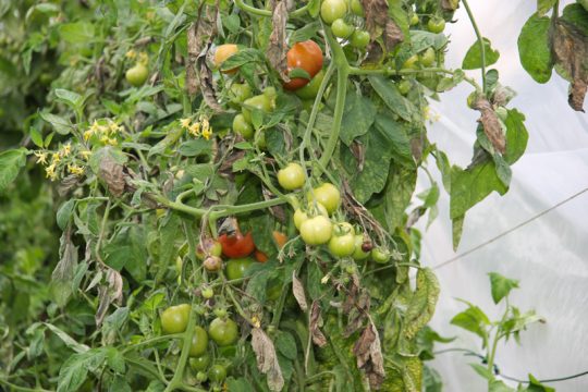 Modellgarten von Work+Job hinter dem Alten Schlachthof