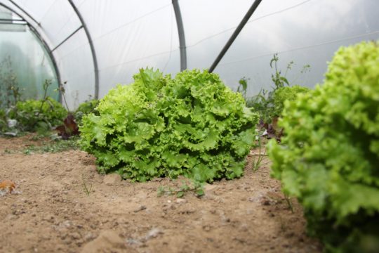 Modellgarten von Work+Job hinter dem Alten Schlachthof