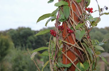 Modellgarten von Work+Job hinter dem Alten Schlachthof