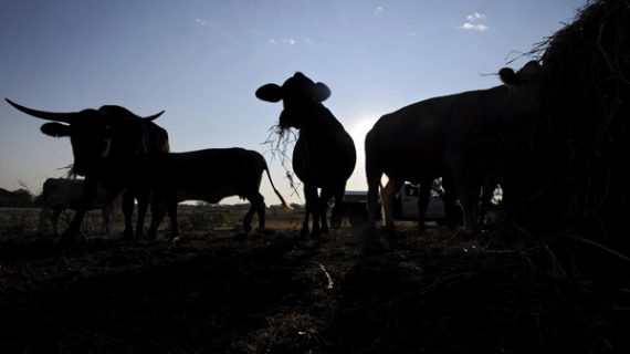 Kühe auf einem Feld