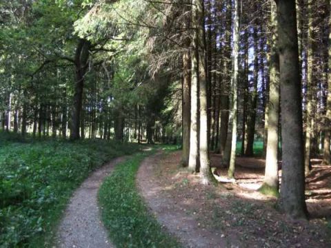 Förderverein Forst & Holz: Wie sich Privatwald besser nutzen lässt