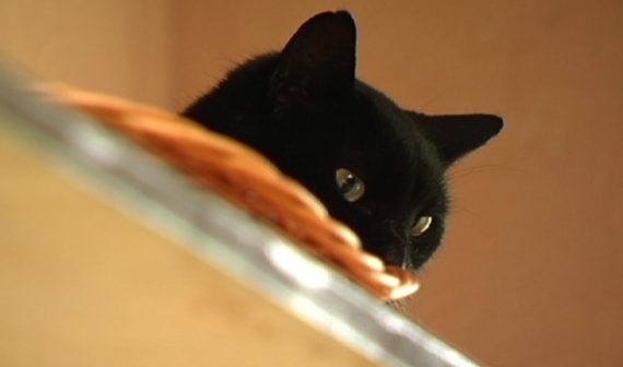 Katze im Eupener Tierheim in Kettenis