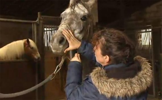 Pferdetierärztin Dr. Antys-Becker