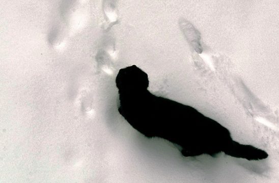 Viele haben Angst vor Freitag, dem 13. Und wenn dann noch eine schwarze Katze hinzukommt ...