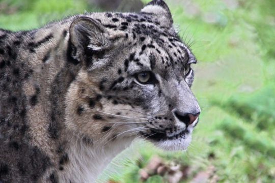 Schneeleopard aus dem Tierpark "Le monde sauvage" entlaufen (Illustrationsbild)