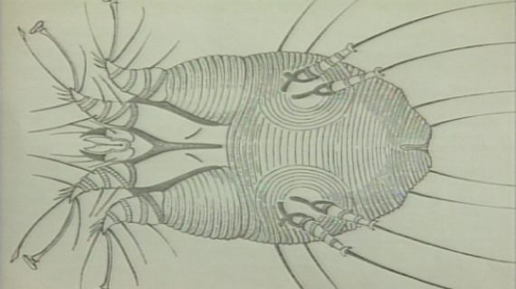 Die Krätze wird durch Milben übertragen.