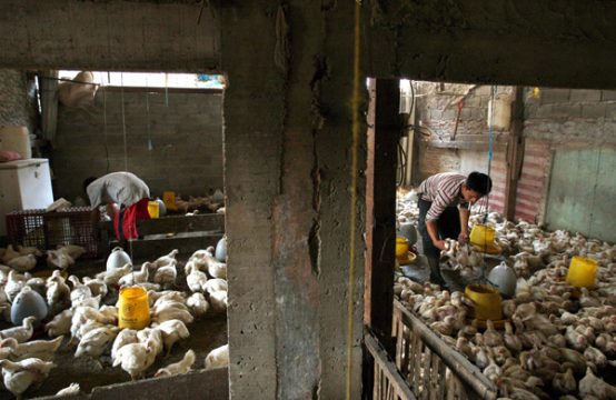 Vogelgrippe: Die meisten Opferinfizierten sich nach Kontakt mit Geflügel