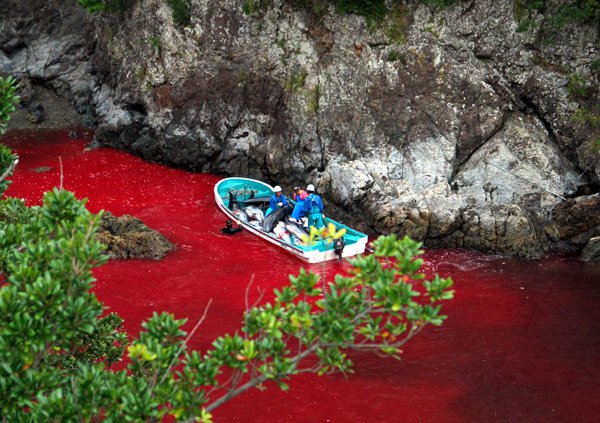 Jagdsaison in Japan: Die Bucht von Taiji ist Blut getränkt