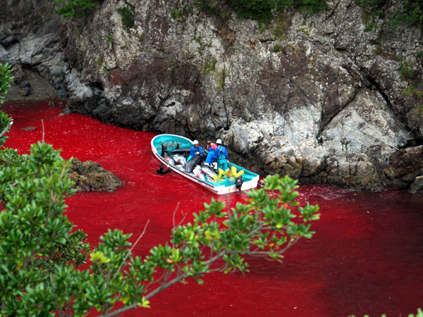 Jagdsaison in Japan: Die Bucht von Taiji ist Blut getränkt