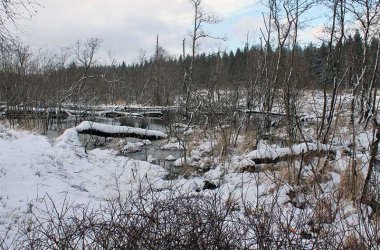Biberverbiss