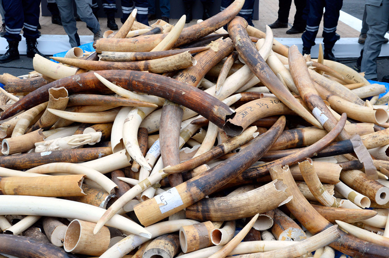 Kampf gegen illegalen Handel: Frankreich zerstört drei Tonnen Elfenbein (6. Februar)