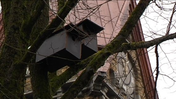Hilfe für Dohlen: Aves Ostkantone errichtet Nistkästen in Bütgenbach