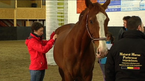Erste-Hilfe-Kurs für Pferdebesitzer