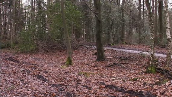 Trimm-Dich-Pfad soll bis Juli erneuert werden