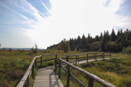 Hohes Venn im Sommer