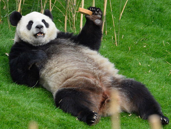 Panda Hao Hao stiehlt Xi die Schau
