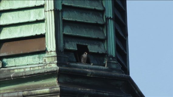Wanderfalkenpaar bezieht Vogelhotel an der Eupener Nikolauskirche
