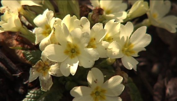 Winter ade: Haus Ternell auf Frühling eingestellt