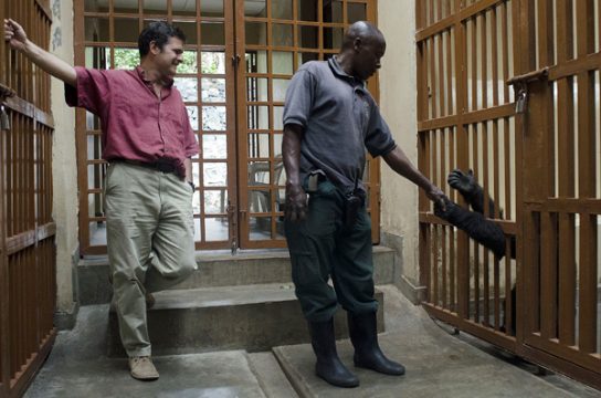 Direktor Emmanuel De Merode mit einem Park Ranger des Virunga-Nationalparks und einem Gorilla-Waisen (August 2012)