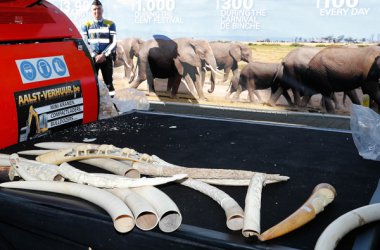 Spektakuläre Aktion in Brüssel: 1,5 Tonnen Elfenbein werden vernichtet