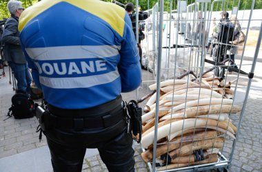 Spektakuläre Aktion in Brüssel: 1,5 Tonnen Elfenbein werden vernichtet