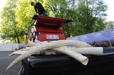 Spektakuläre Aktion in Brüssel: 1,5 Tonnen Elfenbein werden vernichtet