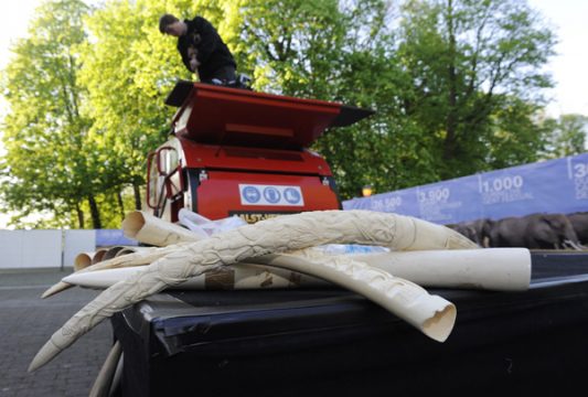 Spektakuläre Aktion in Brüssel: 1,5 Tonnen Elfenbein werden vernichtet