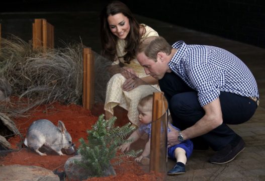 Der kleine Prinz George, Prinz William und Kate, beobachten den Bilby George im Taronga Zoo von Sydney