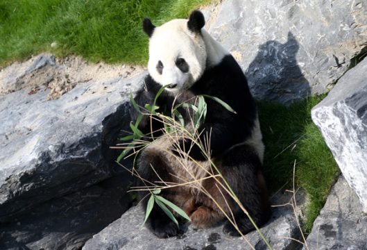 Der Riesenpanda Hao Hao im Tierpark Pairi Daiza (1.4.)