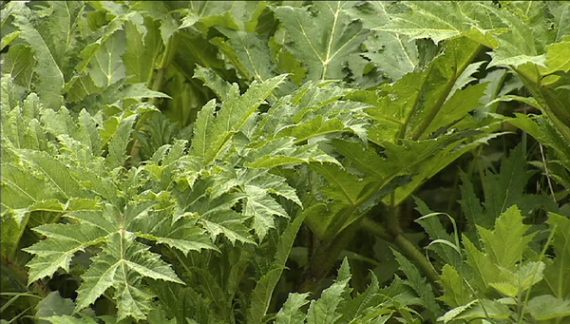 Kampf gegen invasive Pflanzen