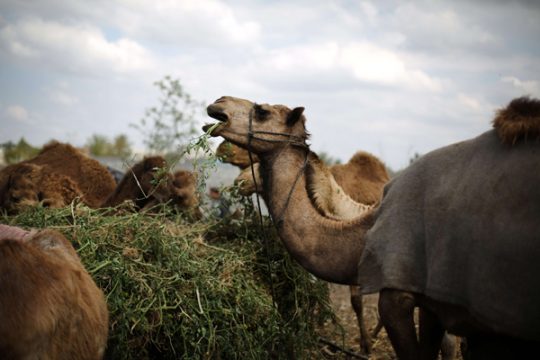 Illustrationsbild Kamel