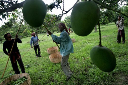 Mangoernte in Sibdaspur, einem Dorf 70 Kilometer nördlich von Kalkutta (2010)