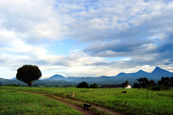 Der Nationalpark Virunga an der Grenze zu Ruanda und Uganda ist vor allem für die hier vorkommenden Berggorillas bekannt.