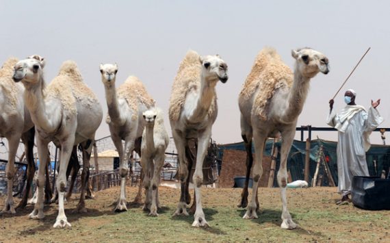 Indischer Arbeiter trägt Mundschutz beim Führen der Kamele außerhalb von Riad, Saudi Arabien