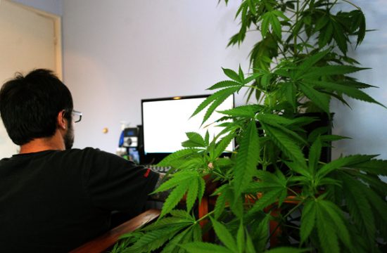 Privatpersonen mit Wohnsitz in Uruguay dürfen bis zu sechs Cannabis-Pflanzen züchten (Bild vom 26.4. in Montevideo)