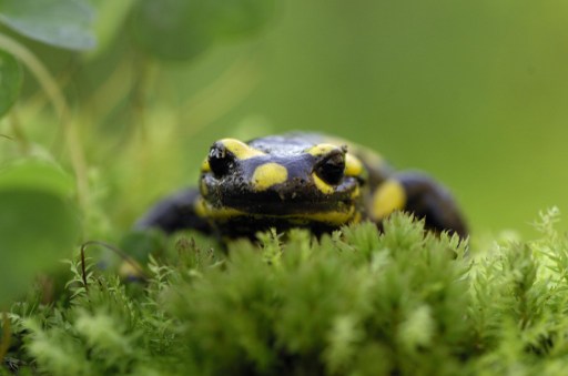 Feuersalamander in der Region bedroht