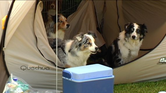 Erstes internationales Agility-Turnier in Eupen