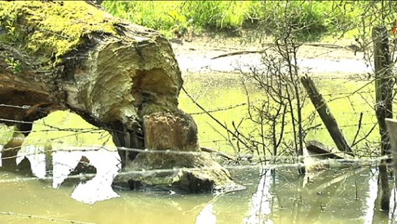 Biber machen bereiten einem Ketteniser Landwirten Sorgen