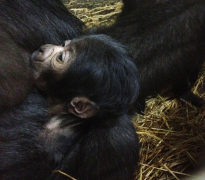 Gaia Zoo freut sich über Nachwuchs bei den Gorillas